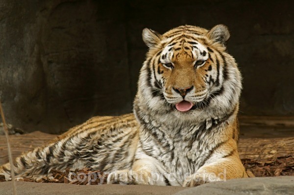 Amur Tiger  resting (Hagenbeck Zoo) - Tigers
