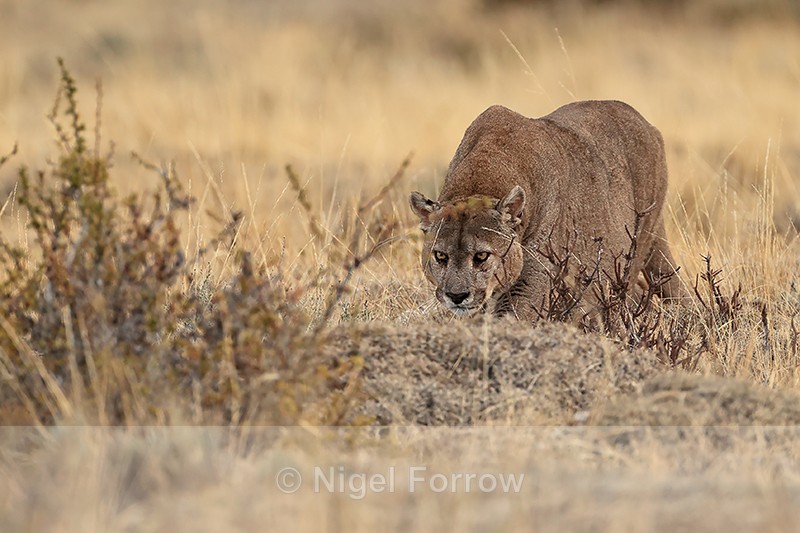 Dominant male Puma Dark advances menacingly, Torres del Paine, Chile - Puma