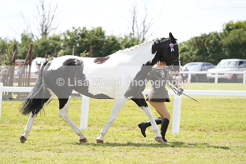 DSC07088 - Class 61: Coloured Horse 4yrs & Over