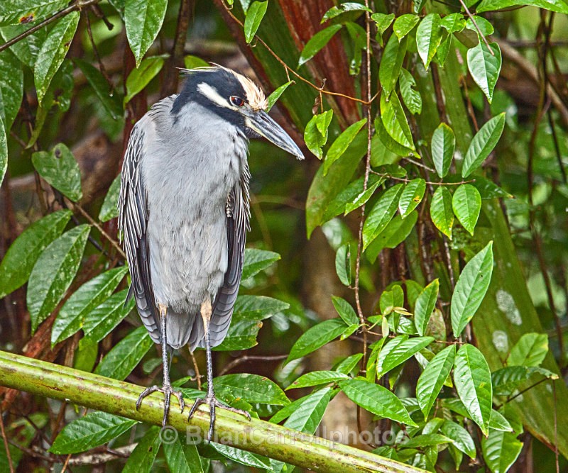 Yellow Crowned Night Heron, Costa Rica - Costa Rican Wildlife