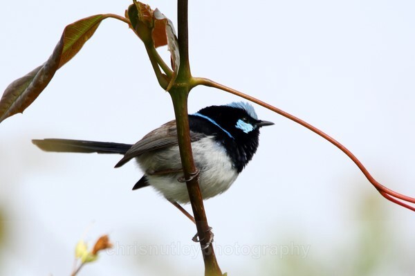  - Australian Birds