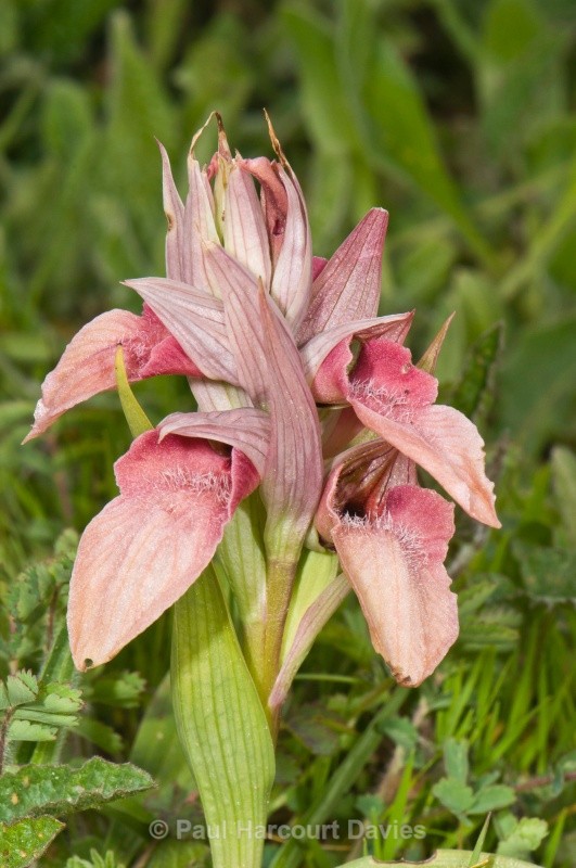 Scarce Serapias (Serapias neglecta) - Orchids - Serapias