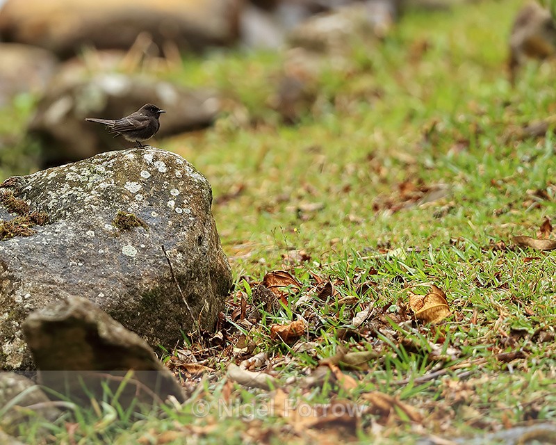 Black Phoebe perched on rock, El Silencio Lodge, Costa Rica - Black Phoebe