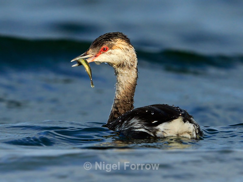 Slavonian Grebe with a fish at Farmoor Reservoir - Slavonian Grebe