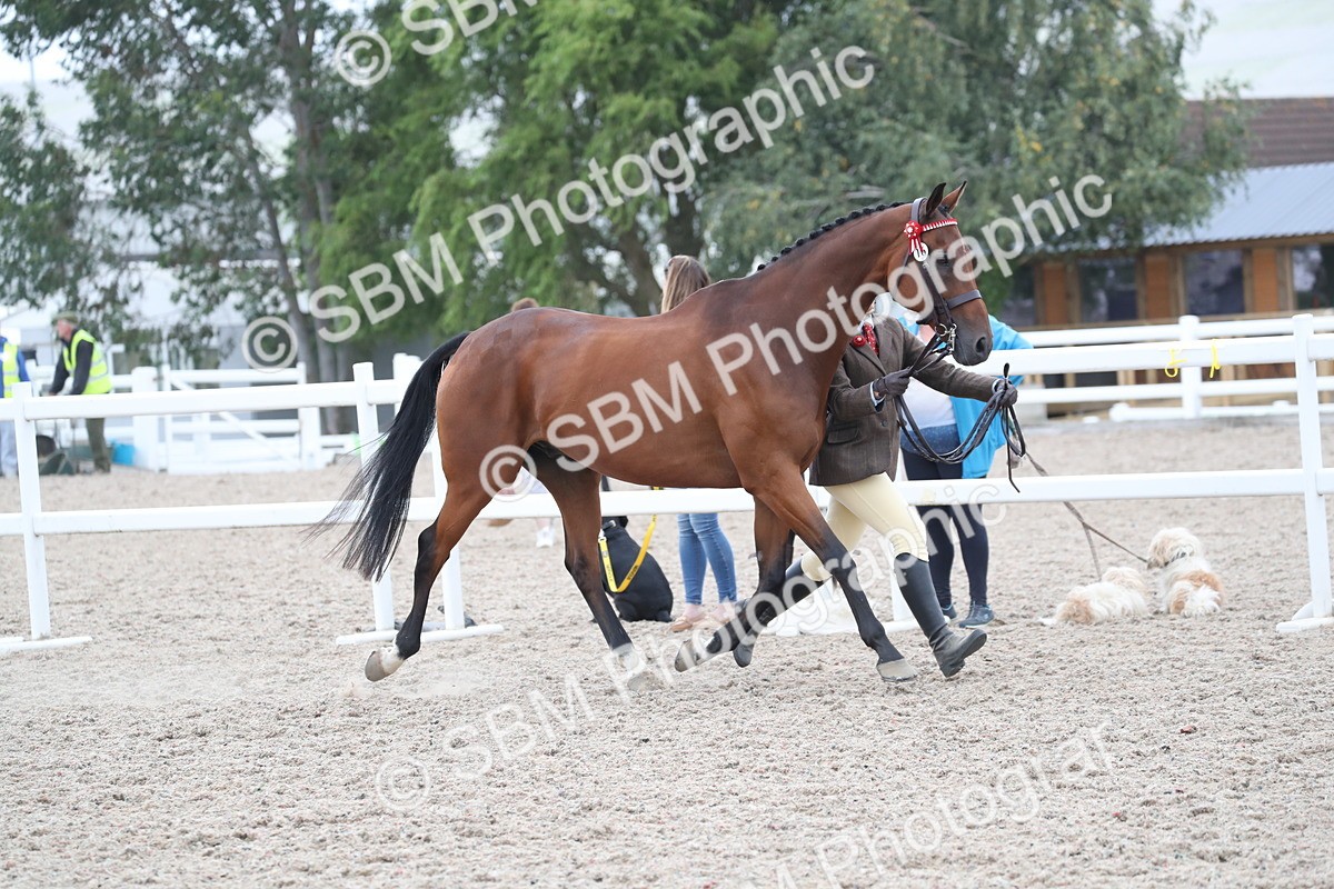 SBM_17904 - Class 317 IH Pure bred Horse/Pony