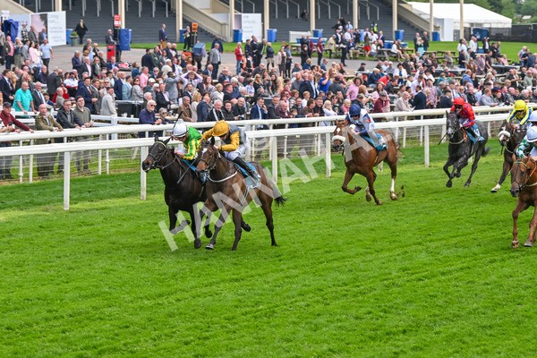 150524-Race 6-Shadow Army-4568 - Race 6 4.45pm British Stallion Studs EBF Novice Stakes