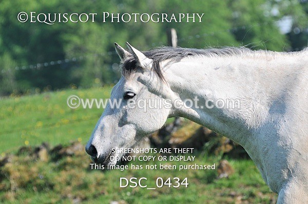 DSC_0434 - ARCHIVE REQUEST - Quincy and Guinness