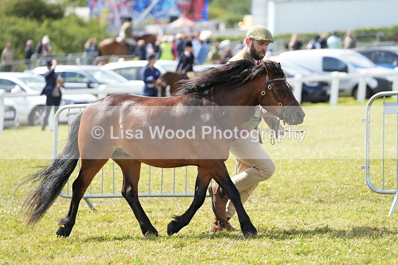 DSC05502 - Class 50: NPS M&M 4 years and over Small Breeds
