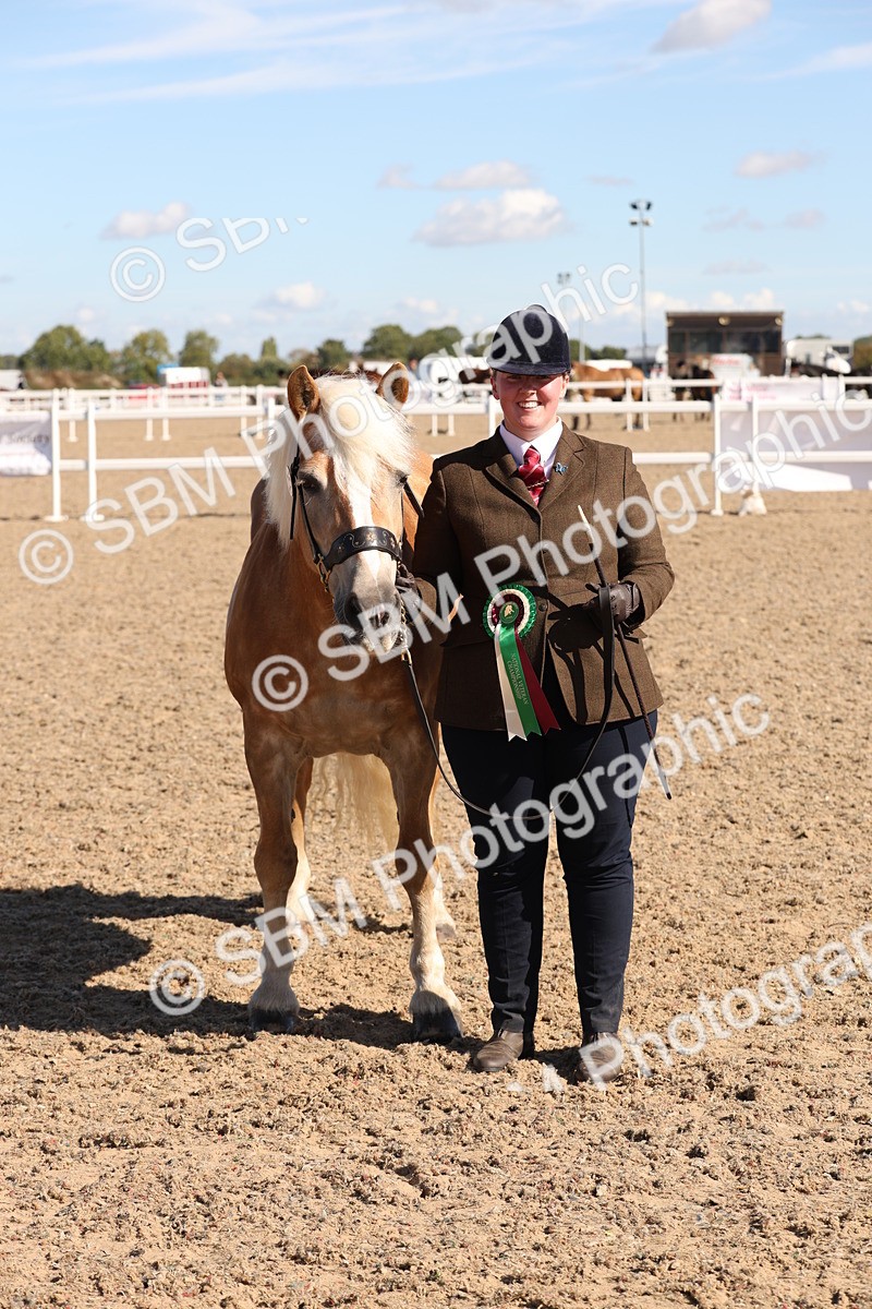 SBM_12968 - Class 206 - IH Non Show Type Pony