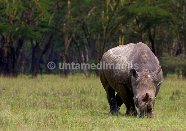 White Rhinoceros - Kenya