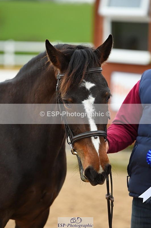 230416A-140848-04751 - Cls 46+43 In Hand Warmbloods and Foreign