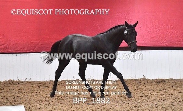 BPP_1882 - AFTERNOON 12.30 - 3.30PM