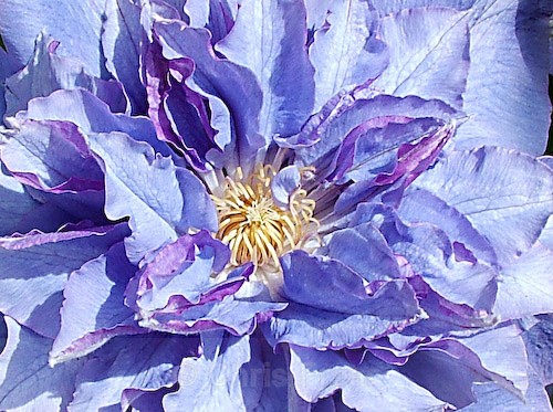  - Botanical/Macro