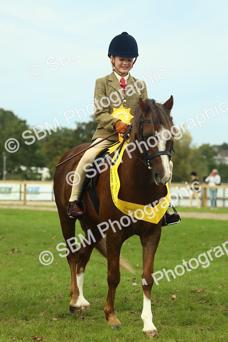 SBM_70006 - S59 - Mountain & Moorland Ridden Small Breeds