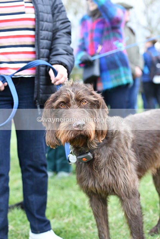 WJ5_9269 - Class 1 Best Cross Breed / Heniz 57