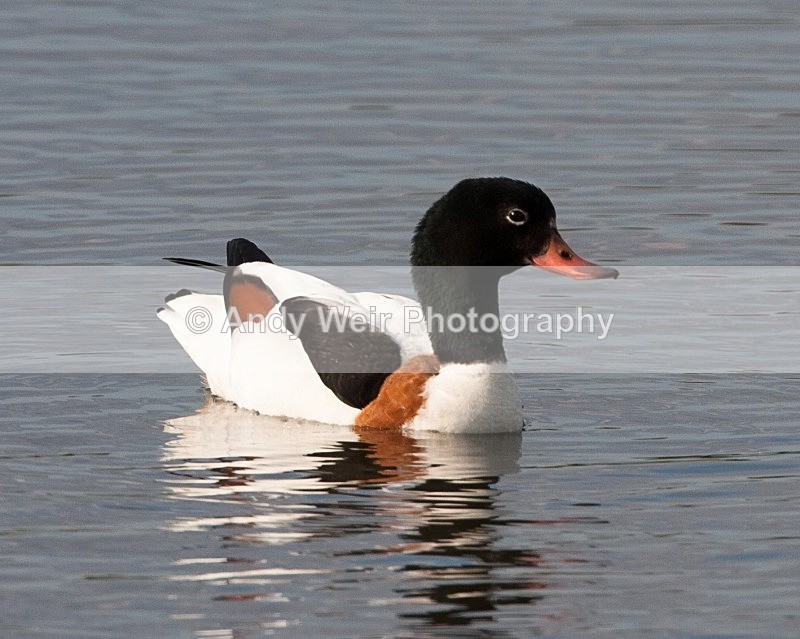20080604-147 - Shelduck