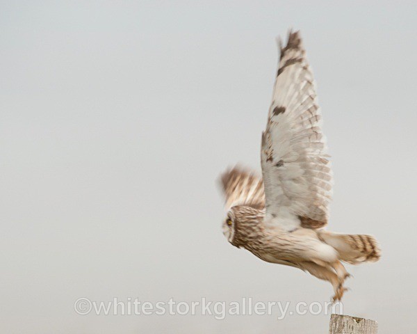 Short Eared Owl, Uist - Scottish Highlands