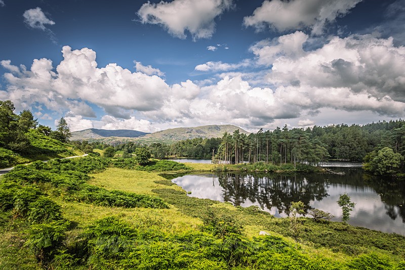 IMG_1244_ Tarn Hows - Landscapes