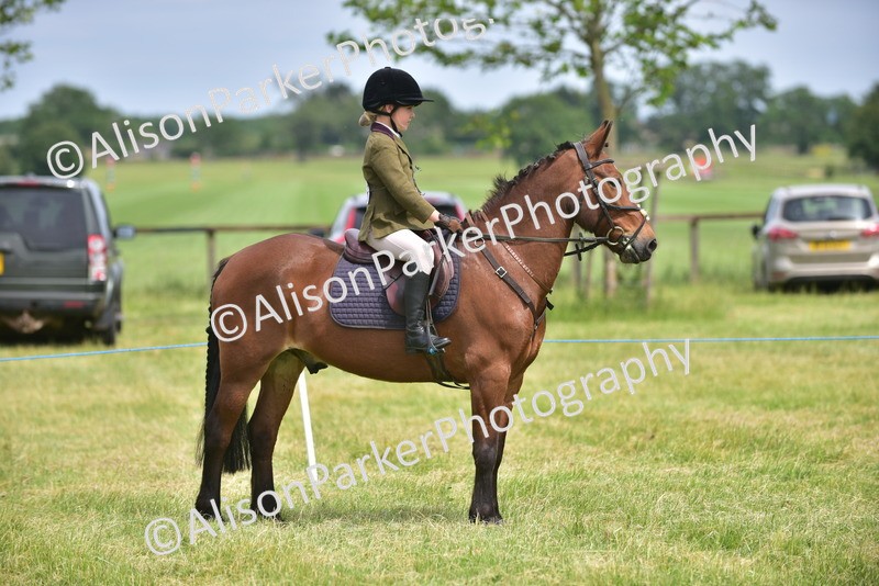 20260614-3979 - Class 16 - Handsome Gelding