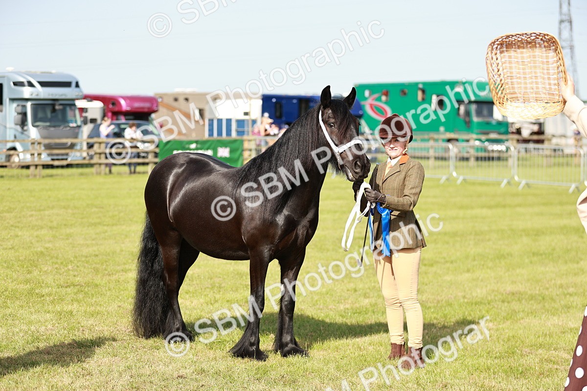 SBM_00917 - Class 14-23 - Mountain & Moorland In Hand Non Welsh