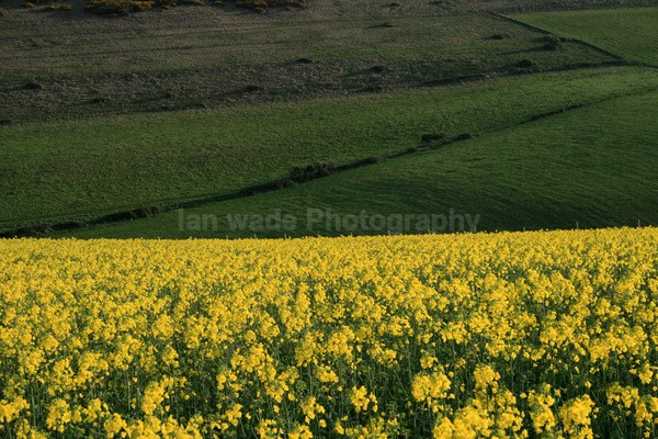 Rapeseed Fields_Dorset _DO051 - Dorset landscape Photography