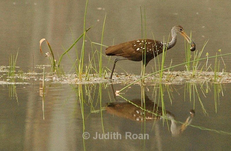 Limpkin - Birds from Belize and Guatemala