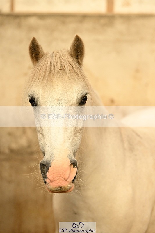 240809A-090854-00058 - Stable Shots