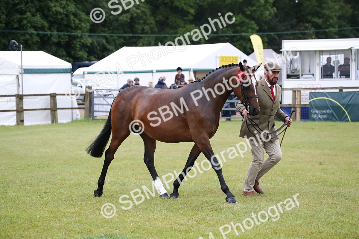 SBM_00159 - Class 17-20 - Arab & Part Bred - Anglo Arab In Hand