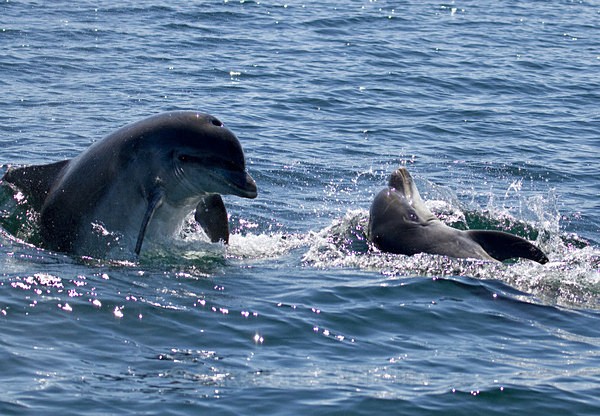Bottlenose Dolphins, Isle of Mull, Scotland - FAVOURITES WILDLIFE GALLERY. Selected images from the wildlife collections.