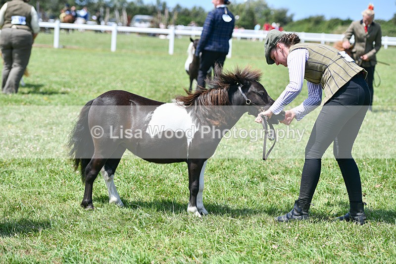 DSC_7382 - Class 62: Coloured Pony Youngstock
