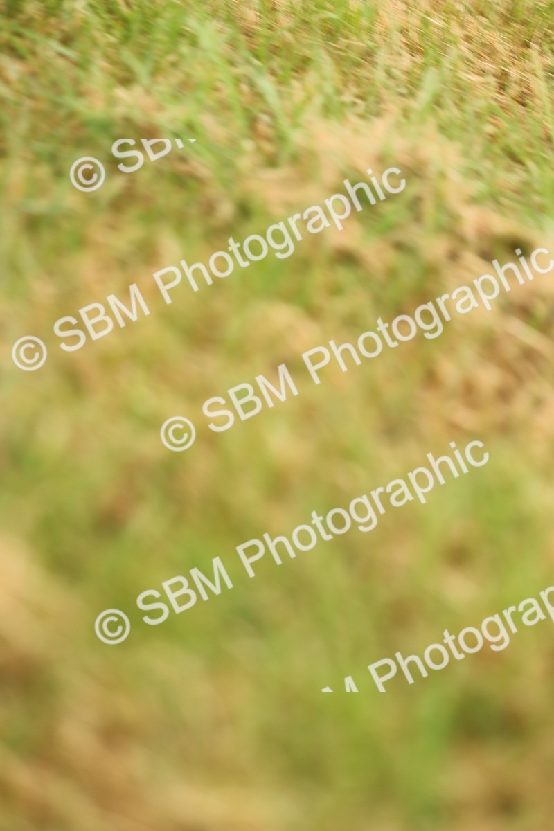 SBM_01434 - Class 50-57 - M&M Welsh Pony In Hand