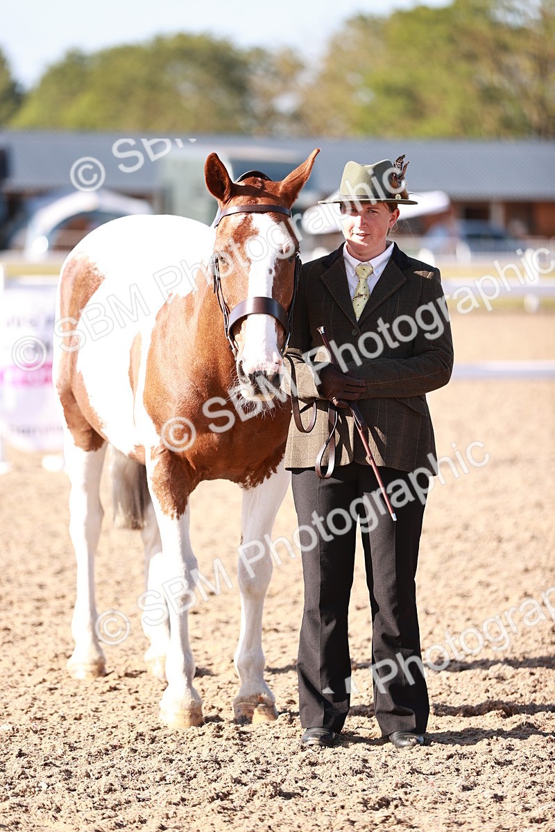 SBM_22043 - Class 702 - IH Show Horse-Pony