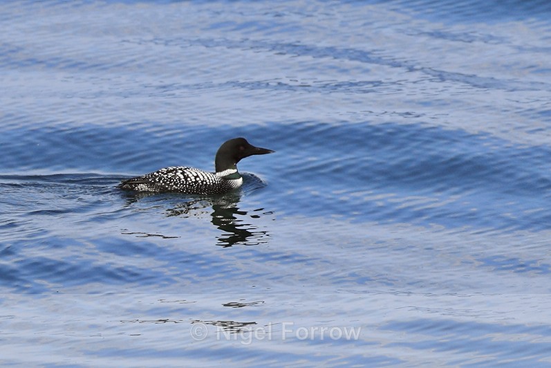 Great Northern Diver (breeding plumage) floating at sea - Great Northern Diver