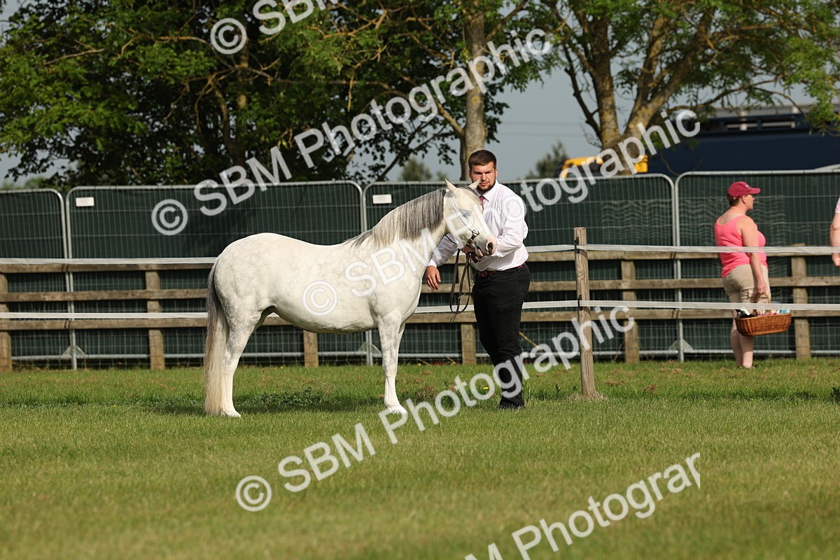 SBM_00484 - Class 6-13 - Mountatin and Moorland In Hand Welsh Breeds