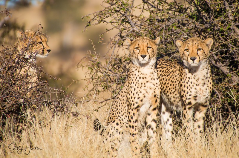 Mashatu Cubs 2