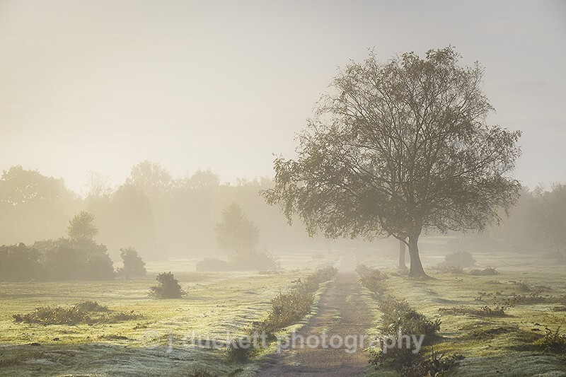 New Forest misty morning