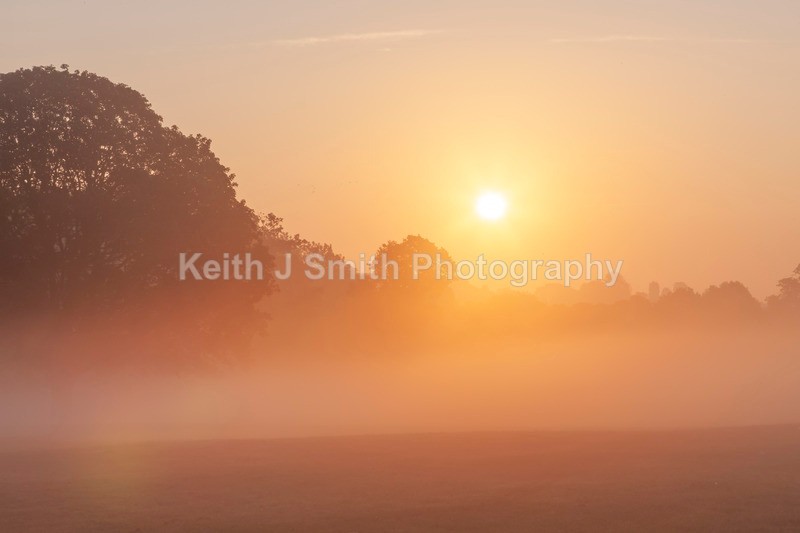 8SKJ8750 - Trees in Abington Park