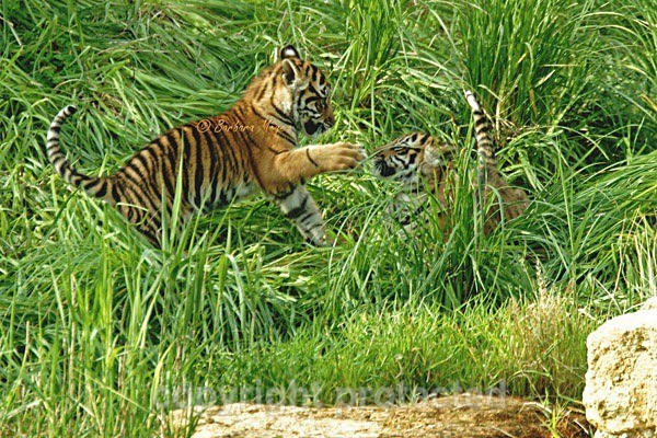 Sumatran Tiger Cubs Playing (London Zoo) - Tigers