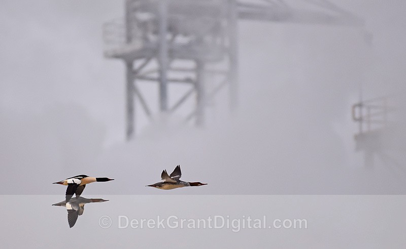 Common Mergansers Reversing Falls - Urban Wildlife