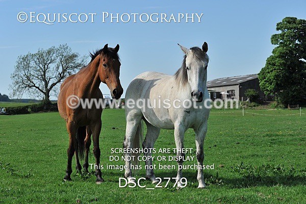 DSC_2779 - ARCHIVE REQUEST - Quincy and Guinness