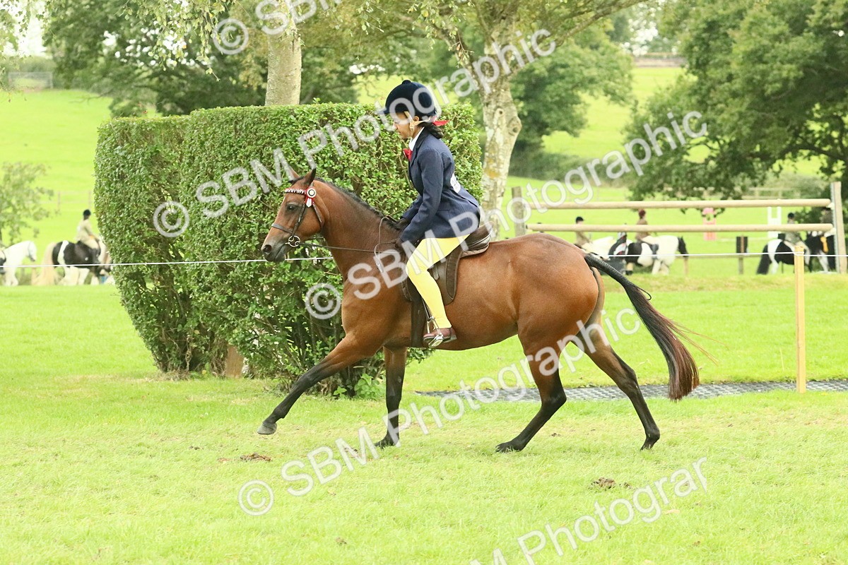 SBM_74030 - S 61 - Show Pony & Show Hunter Pony Ridden