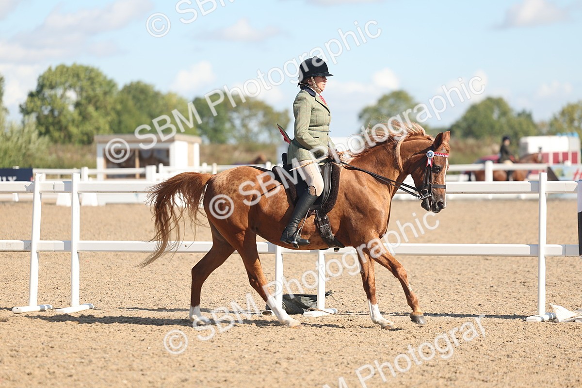 SBM_13025 - Class 305 - Ridden Foreign Breed Pure Bred