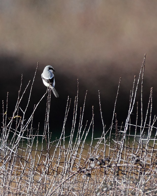 Great Grey Shrike at South Leigh, Oxfordshire - Great Grey Shrike