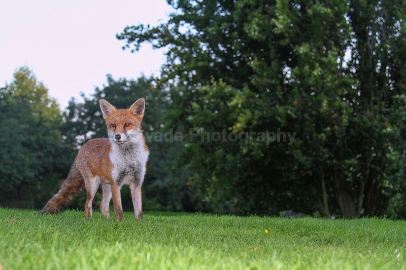 Urban Fox_Bristol_0247 - Urban Foxes, Bristol, Great Britain