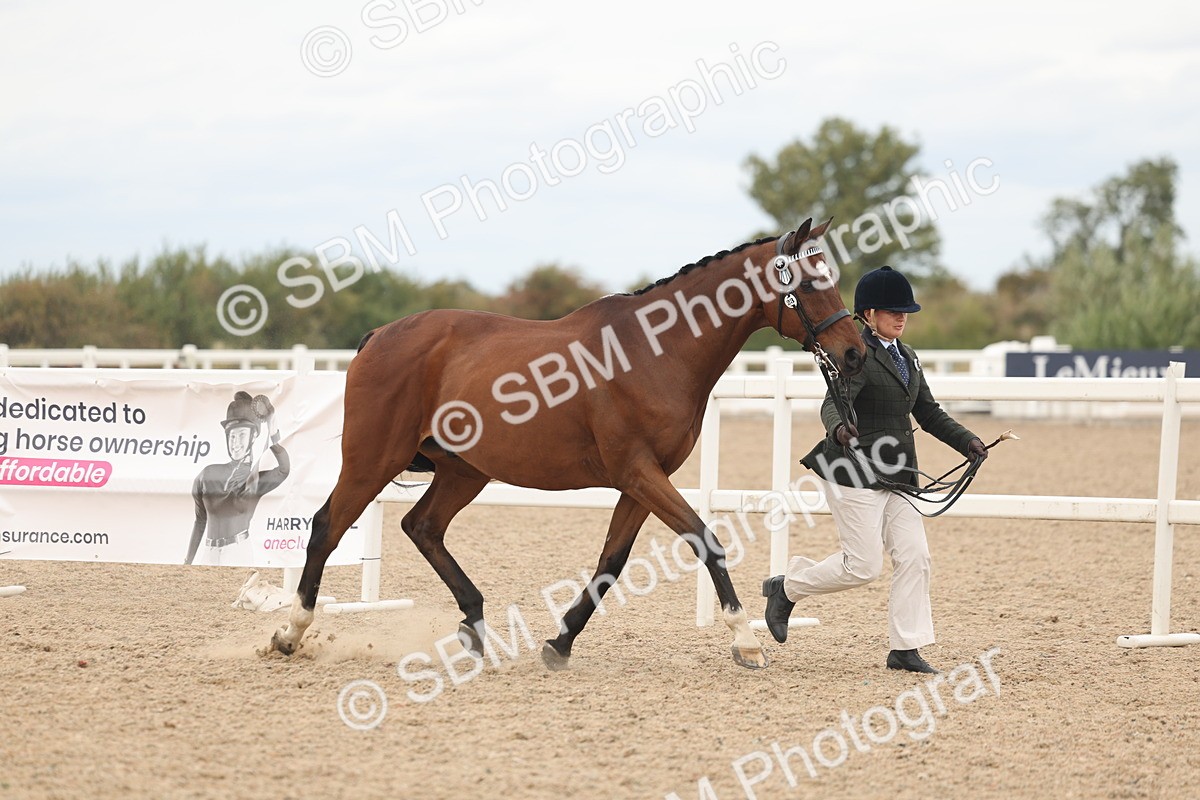 SBM_17038 - Class 313 - IH Retired Racehorse