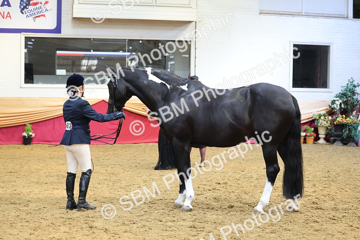 SBM_22732 - Class 903 - Supreme Final - IH Pre Vet