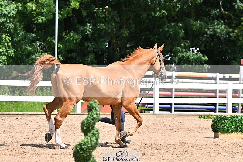 240718A-105248-01183 - Trot Up 12pm to 1pm
