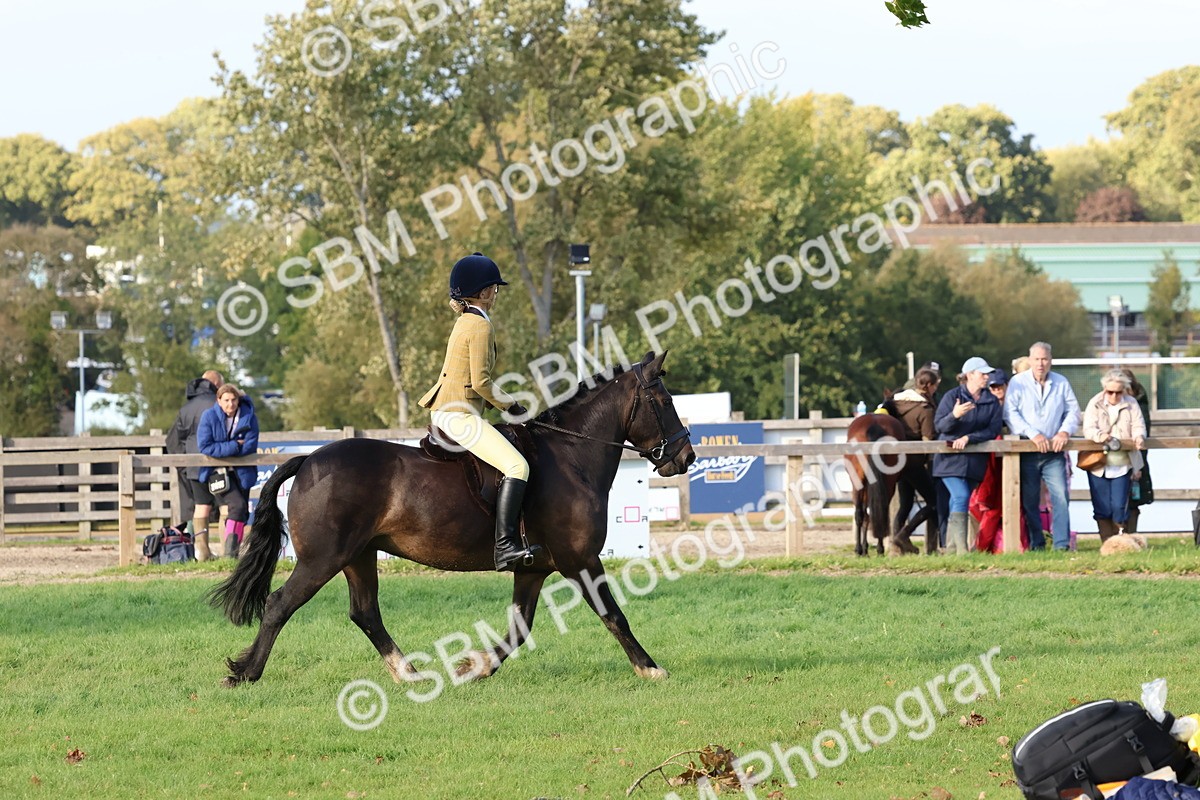SBM_52584 - S13 - Pony Club Pony