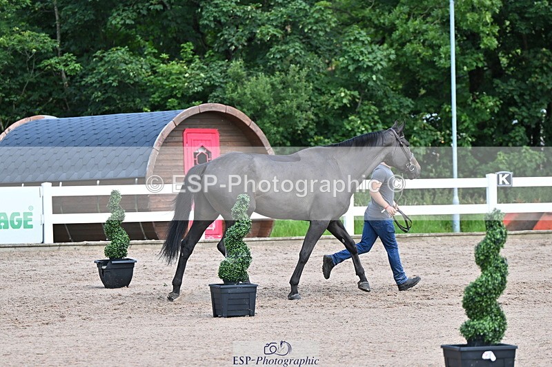 240718A-105253-01283 - Trot Up 12pm to 1pm