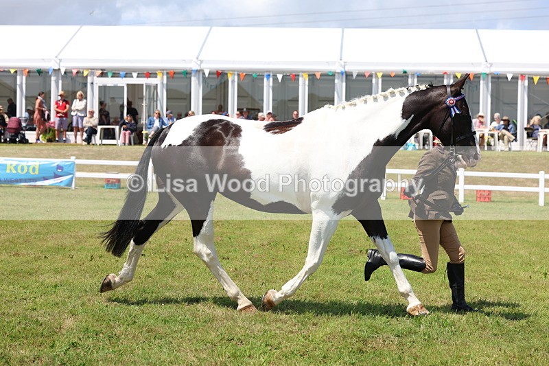 3E7A1222 - Class 8: Open Riding Horse/Hack